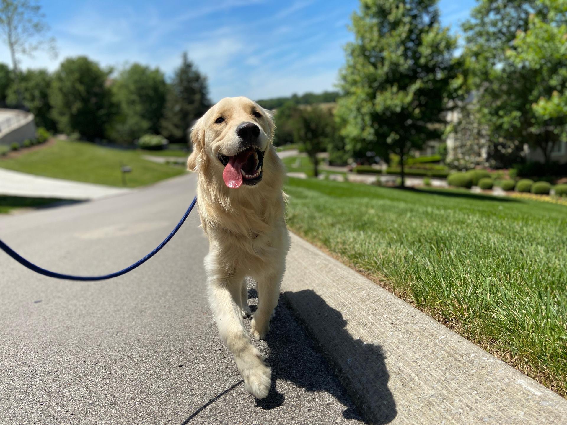 Happy Golden Retriever on a private walk
