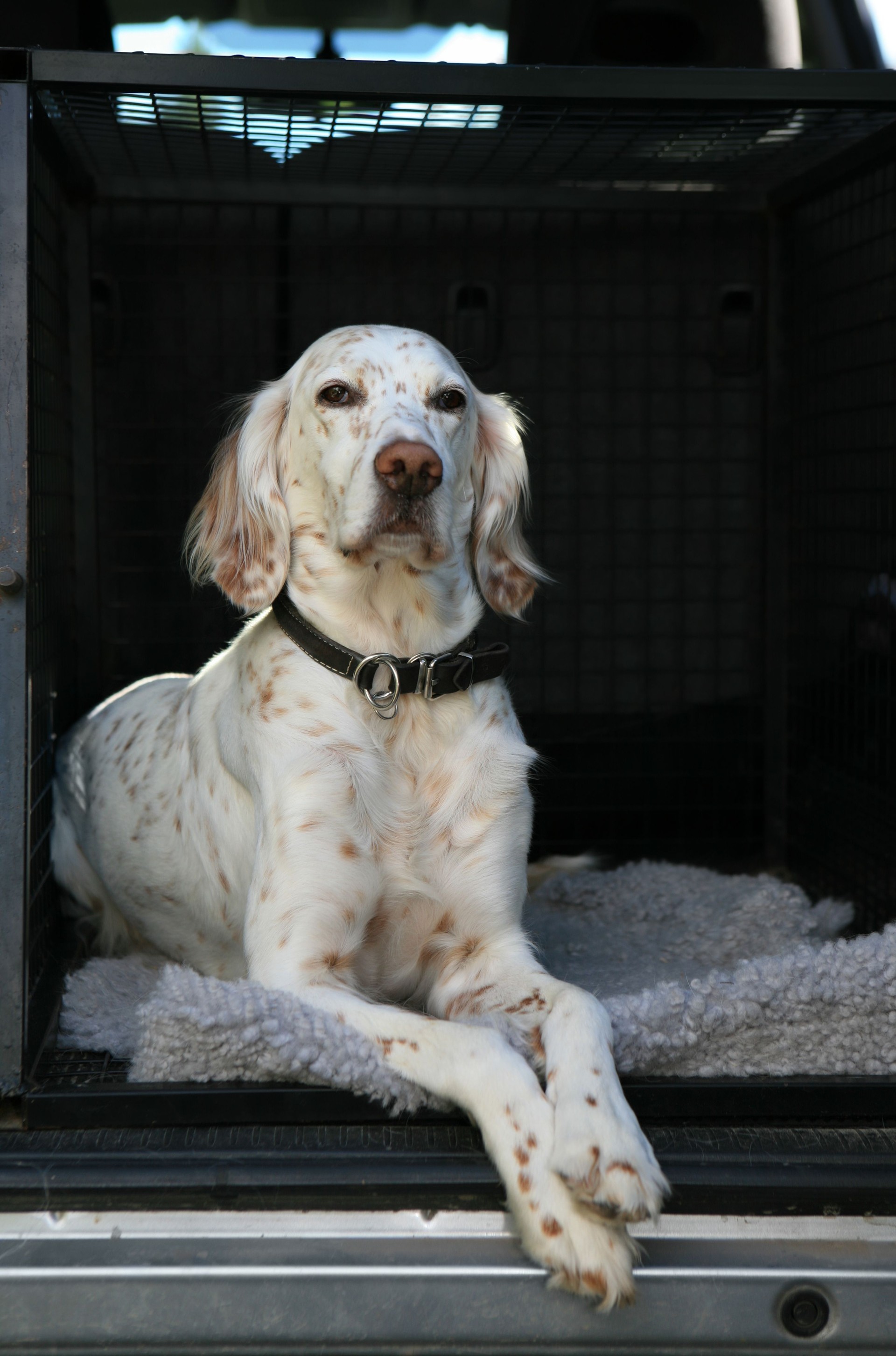 Ready To Go ! English setter in a car