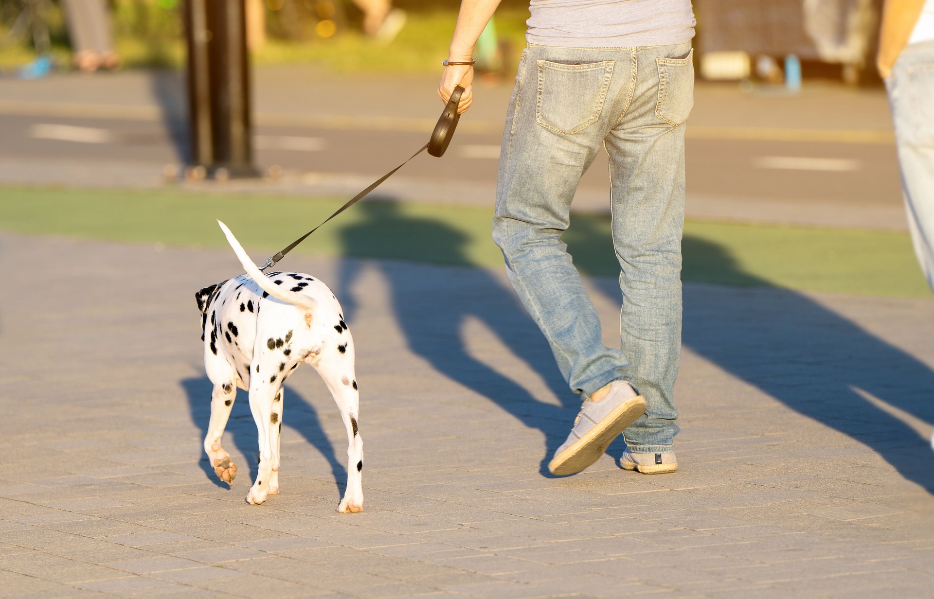 A man holding a leash walks with a Dalmatian dog in a city park on a sunny summer day. Walking with pets and animals. Back view