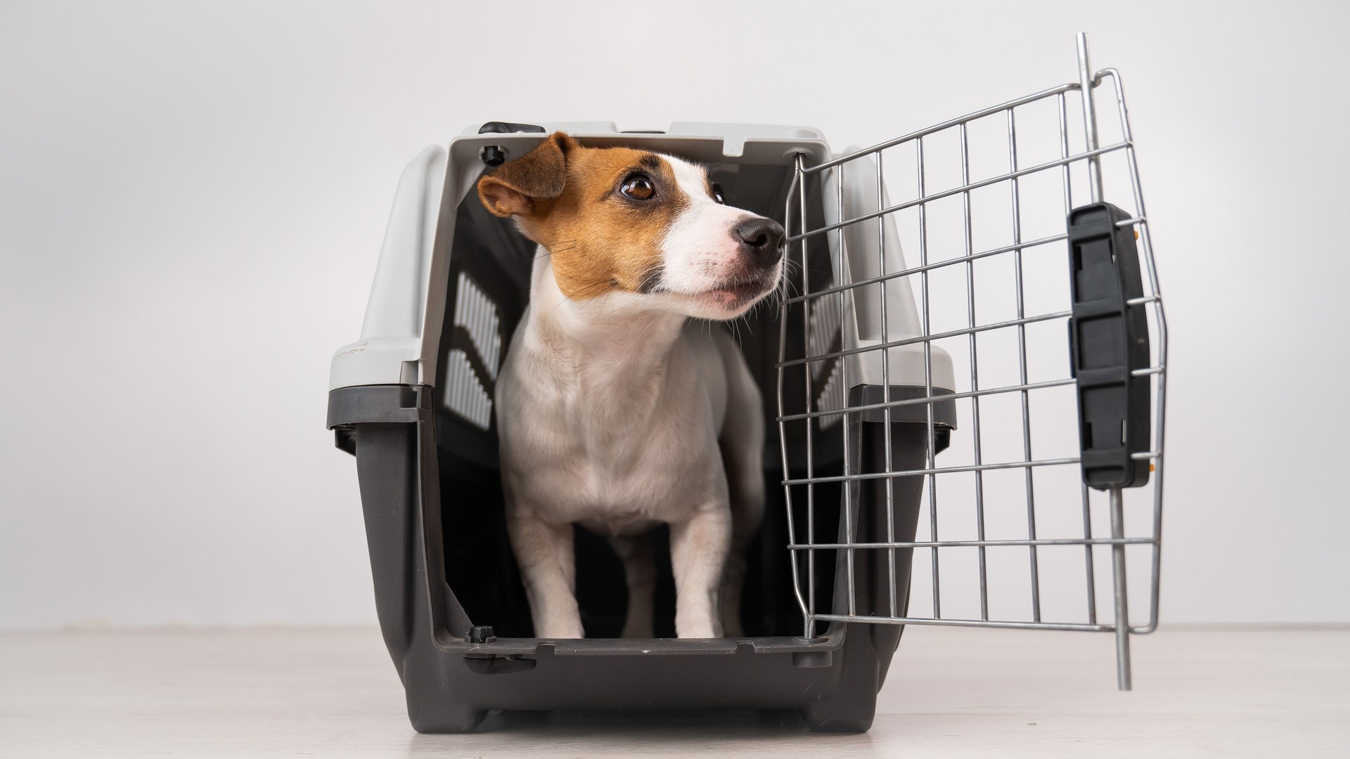Jack Russell Terrier dog inside a travel box with open door.