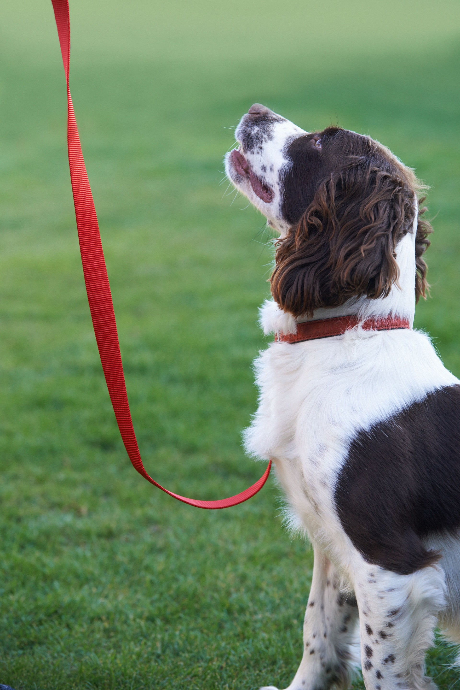 Obedient Spaniel Dog On Leash Outdoors